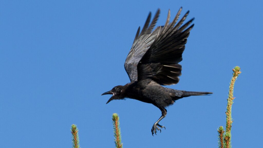 Crows Are Very Smart!